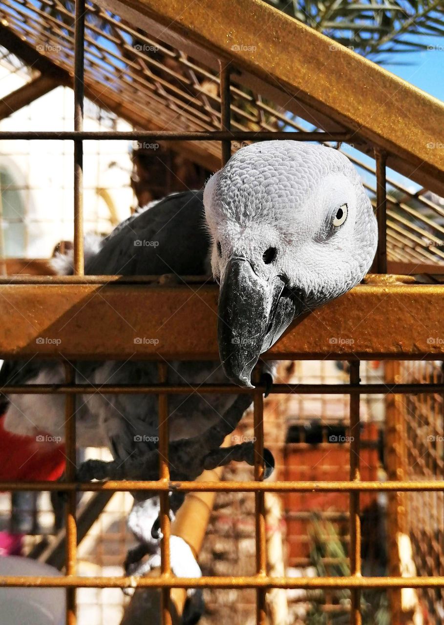 Parrot close up, say "Hello" 🙂