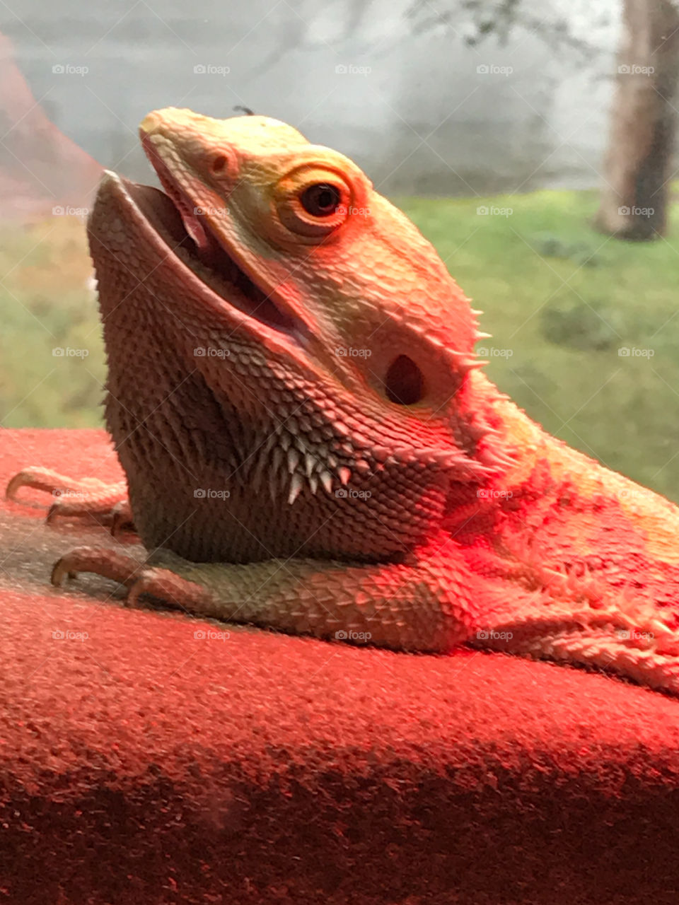 A post meal smile on my happy Bearded Dragon’s face.  He just ate a bowl full of curly kale & 6 enormous juicy turquoise hornworms. After that meal all he wanted to do was lounge under his red UV heat lamp and digest! 