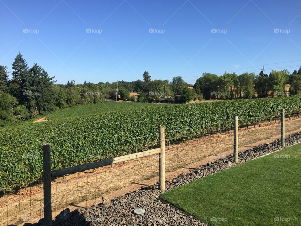Agriculture, Vineyard, No Person, Landscape, Vine