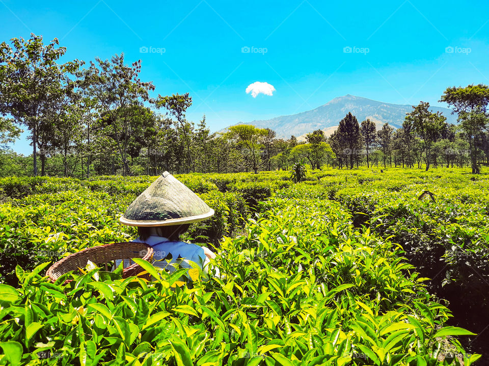 the farmer in the tea garden during the day