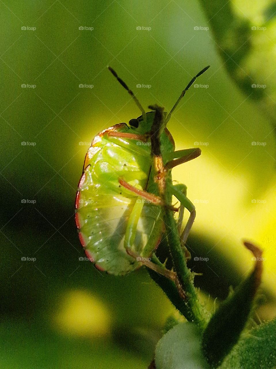 the insect on the plant