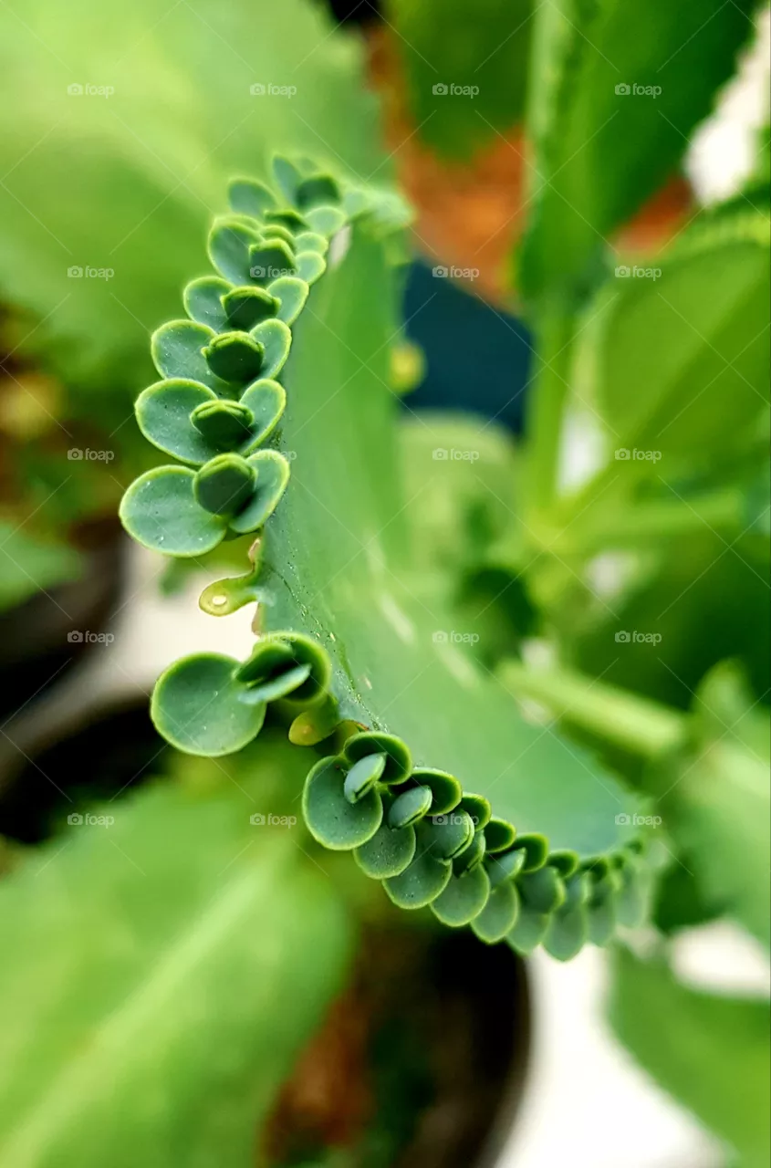 leaf of succulent