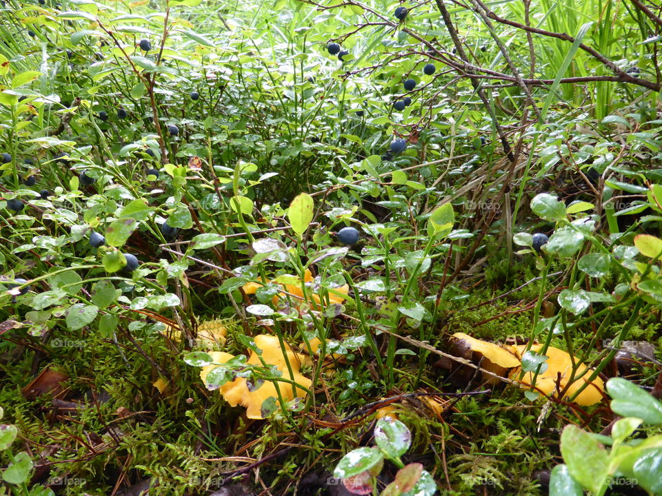 Blueberries  and chanterelles 