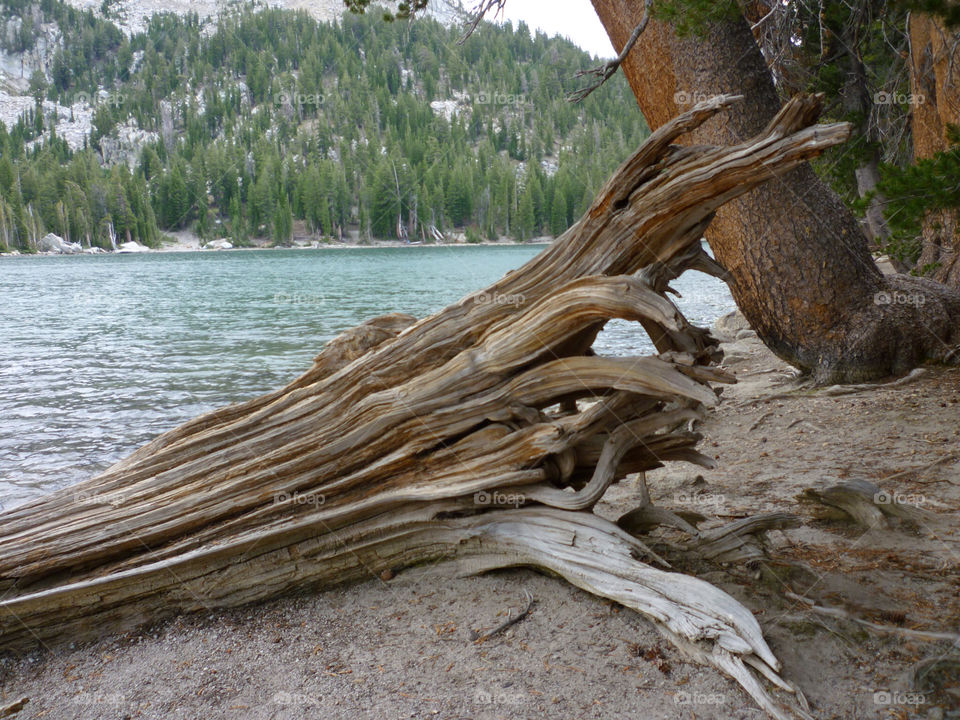 beach mountain tree trees by kenglund