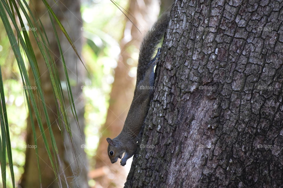 Squirrel coming down a tree holding food