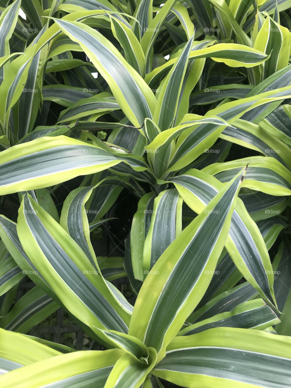 Tropical Foliage- Variations of Green Leaves