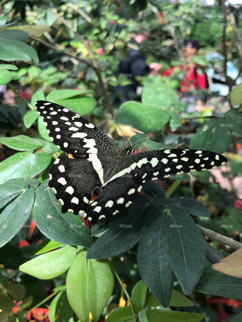 Butterfly