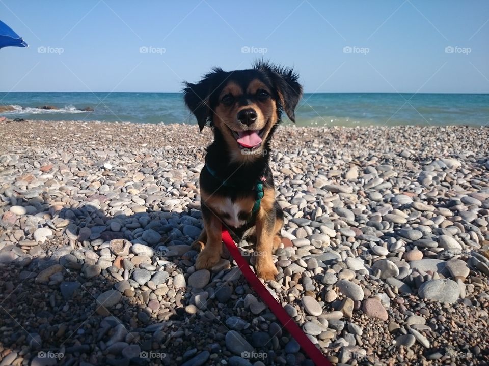 Perro playa