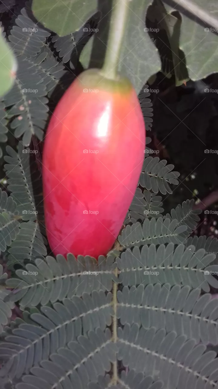 red