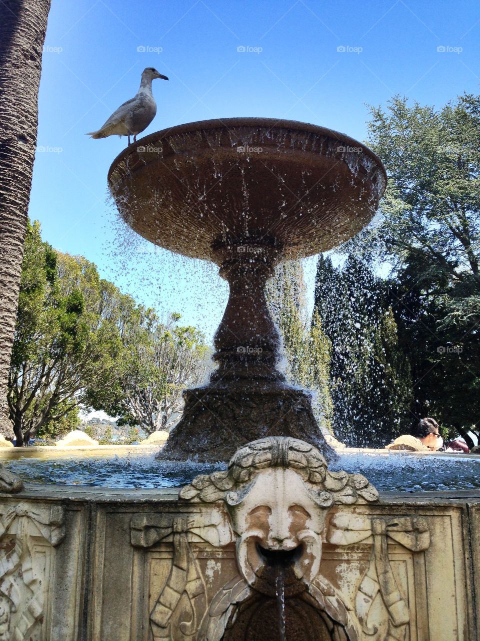 Seagull perched on a fountain