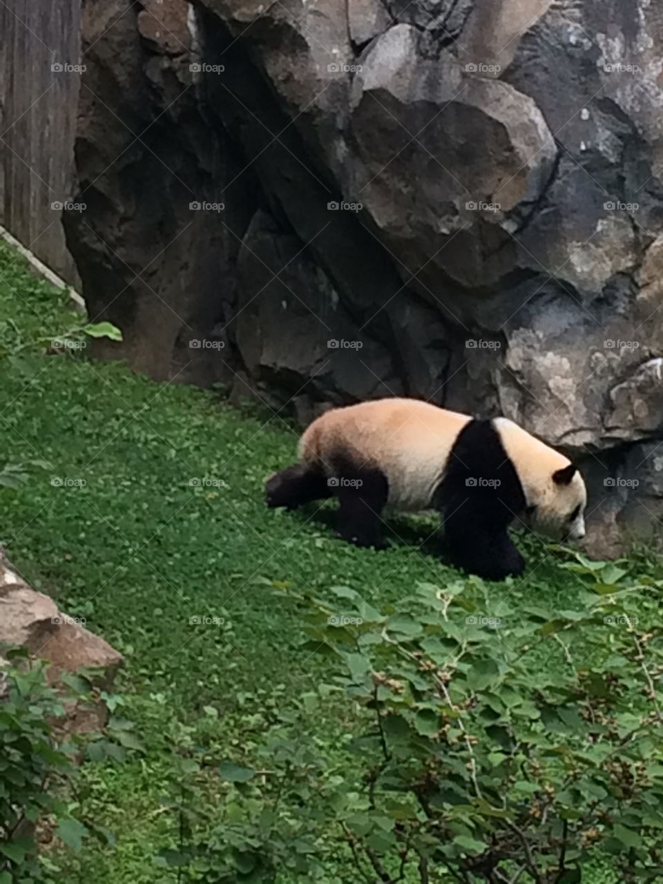 Panda - The National Zoo - Washington D.C.