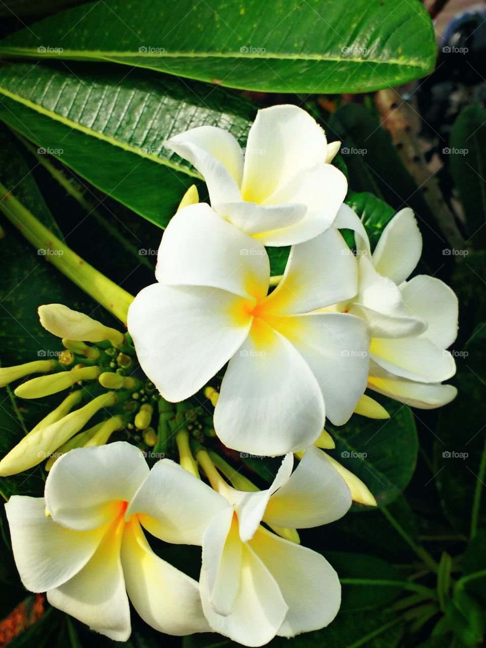 plumeria