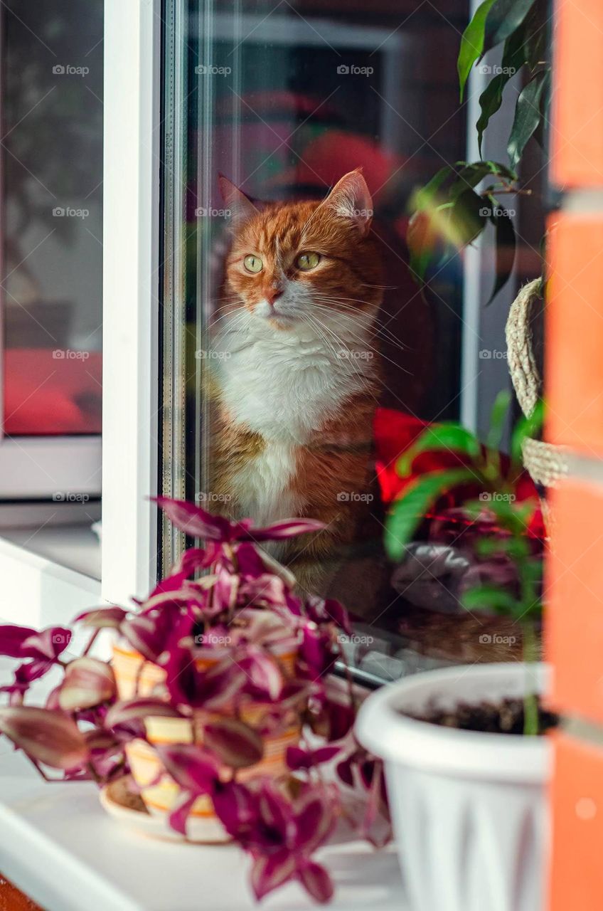 Red cat is resting on the windowsill.