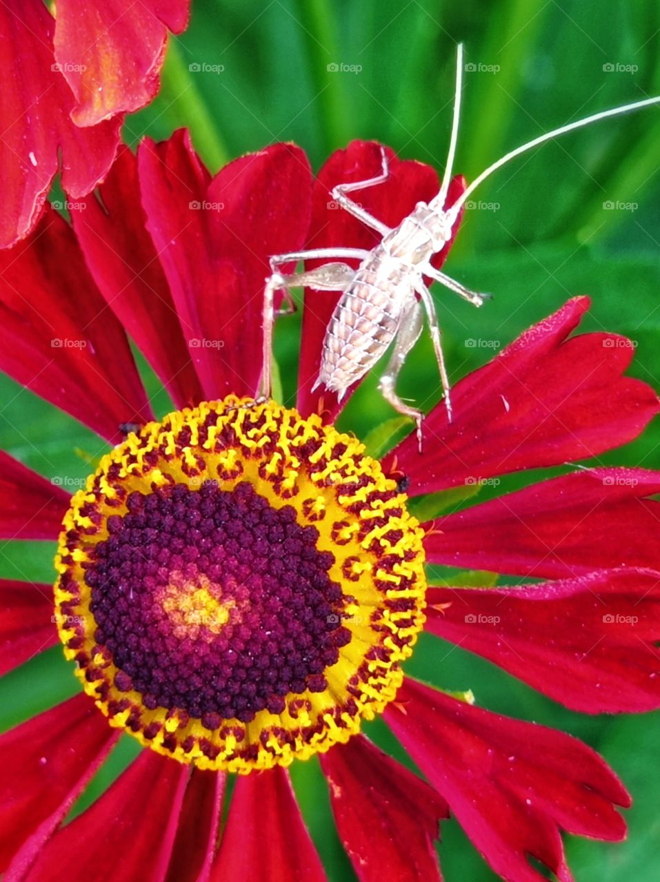 Helenium, a genus of annual and perennial herbaceous plants of the family Compositaceae. A cricket on a flower.