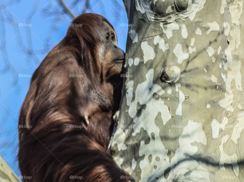Orangutan in Tree