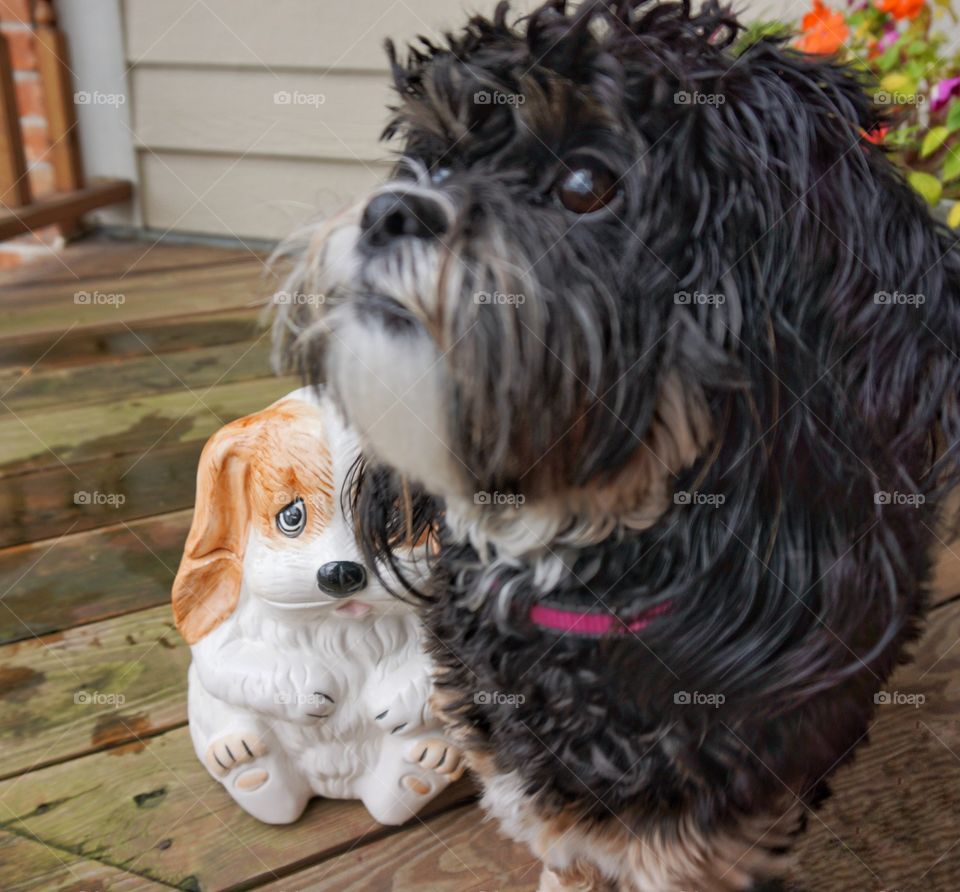 Cute Dog. Asking for Treats