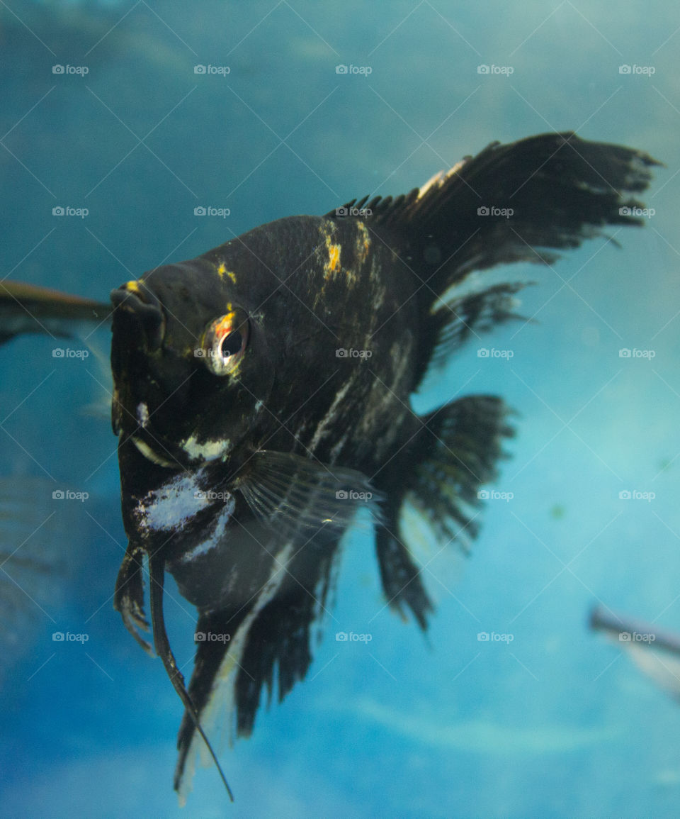 Black marble angel fish with blue water background.