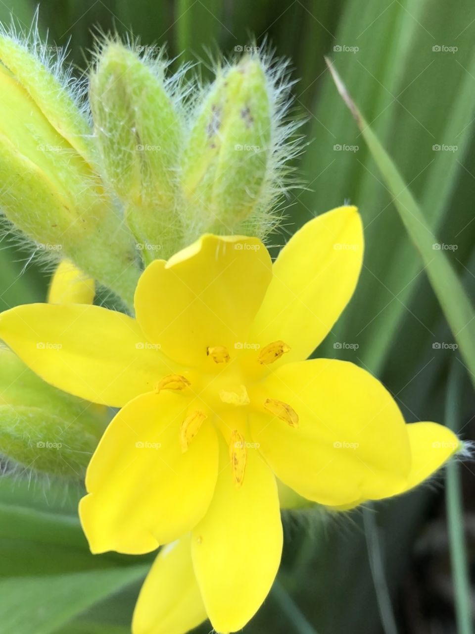 The African star grass, beautiful yellow flowers with flower buds. Interesting to see the hairs on the flower buds. 