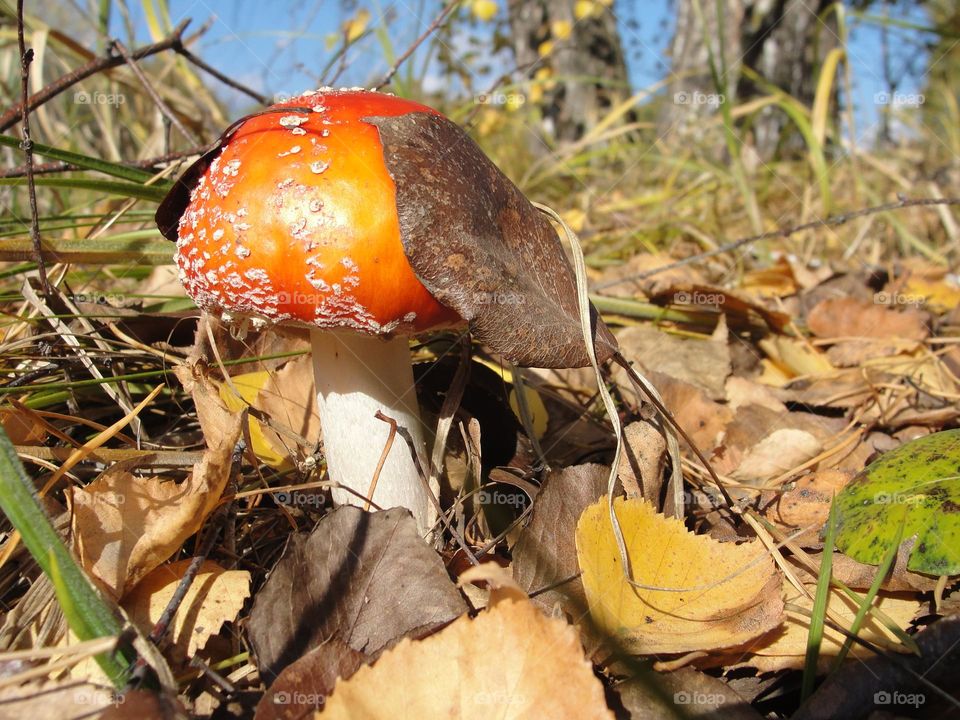 In the autumn forest