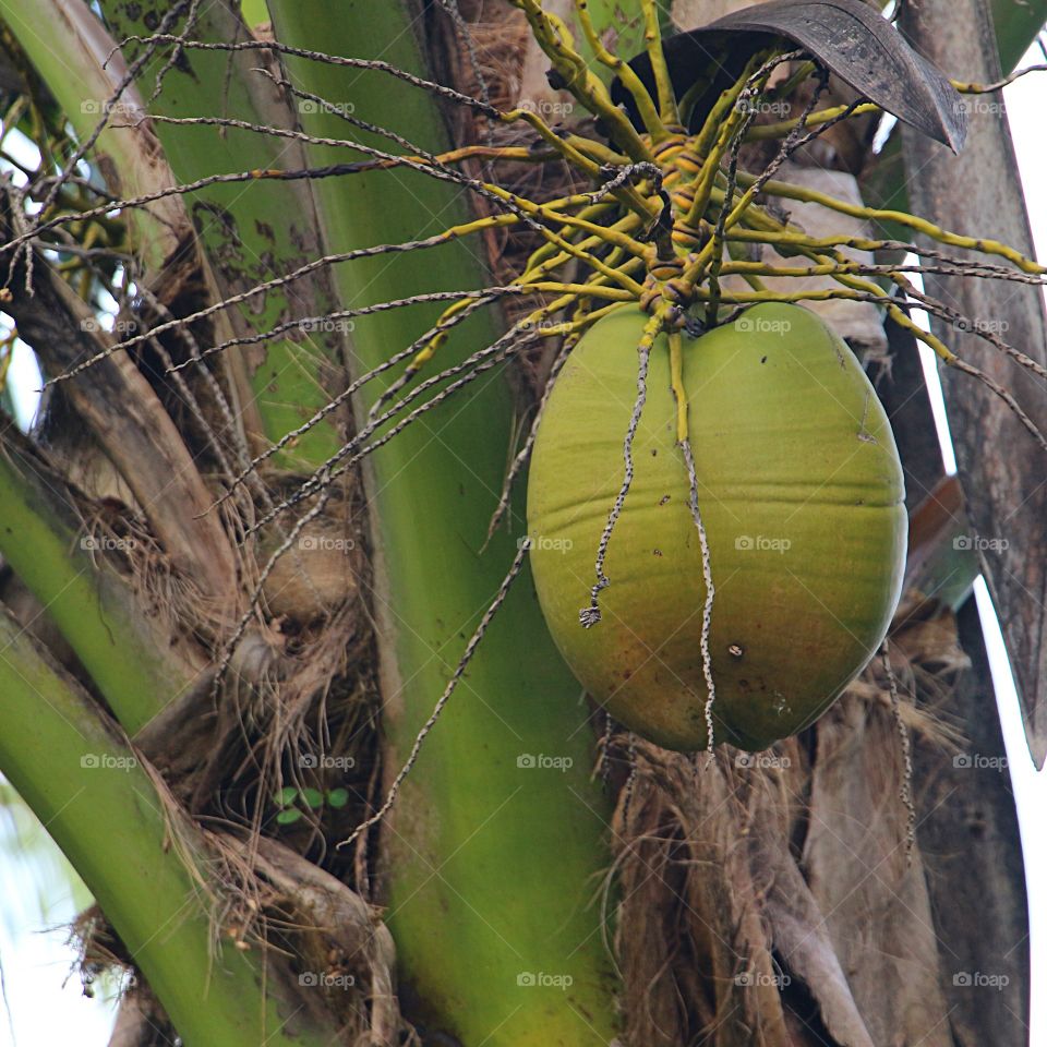 Coconut fruit on a tree