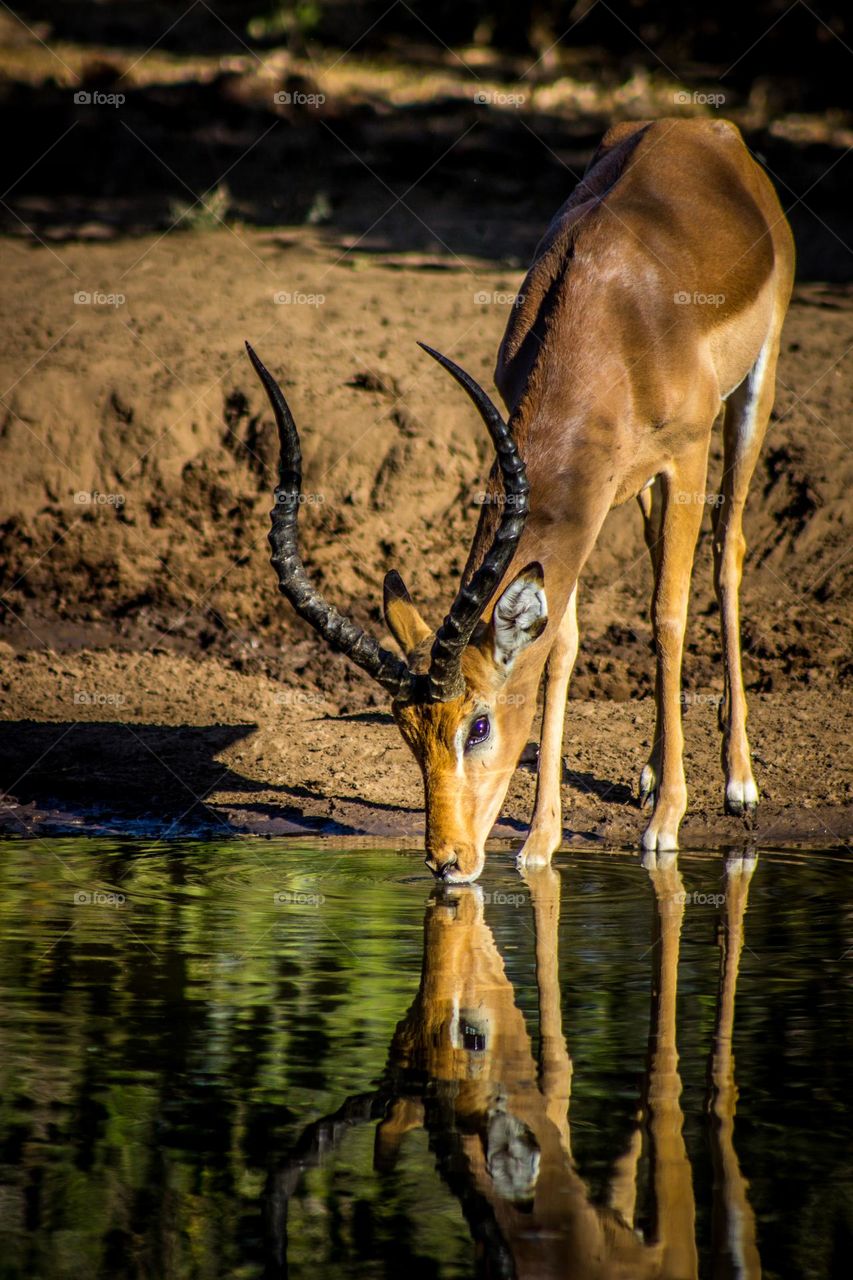 antelope drinking water with reflection in the water