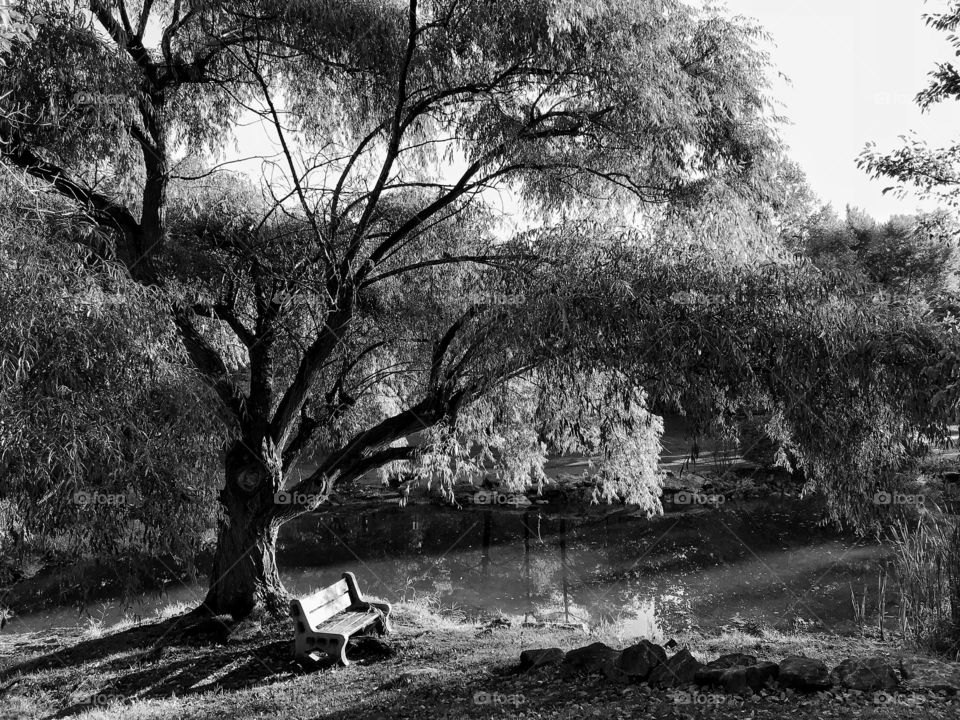 Willow tree and bench