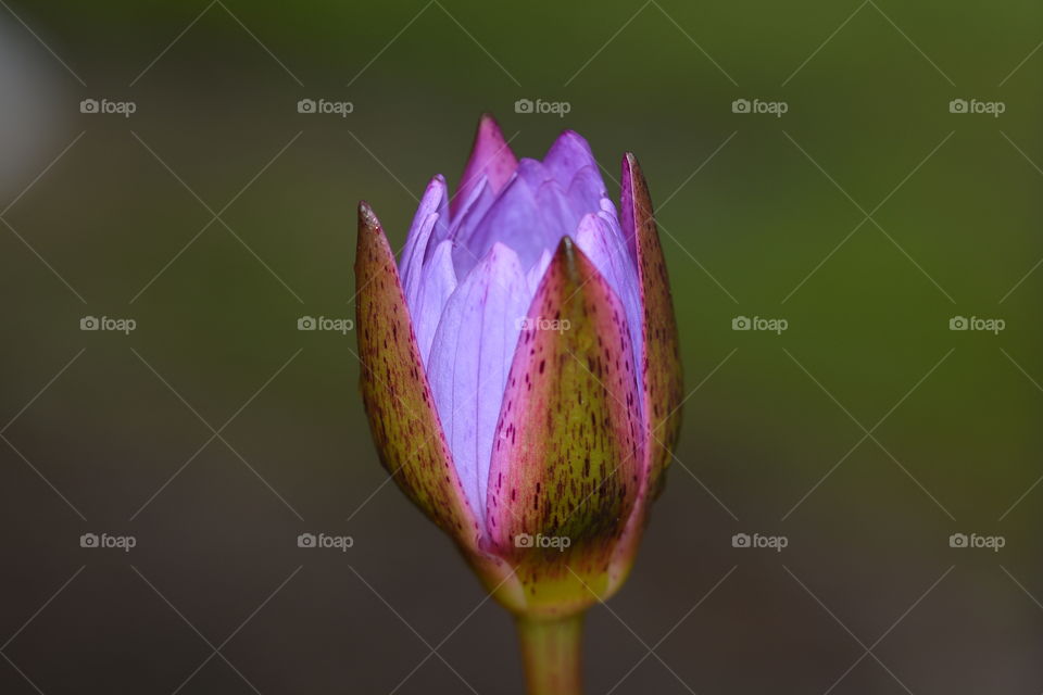 Close up photography of a lotus flower 