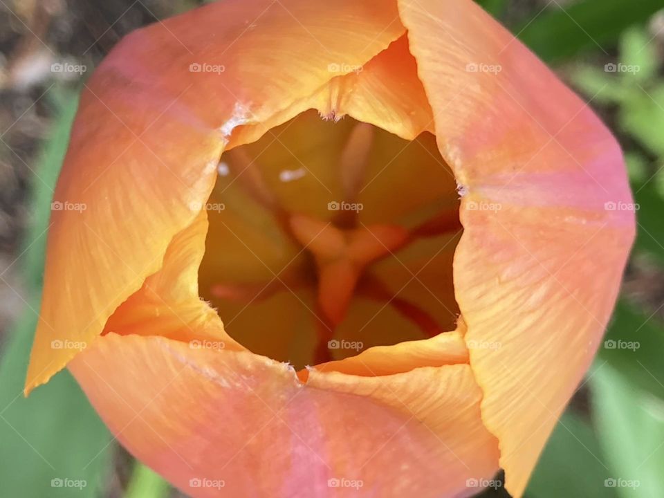 Orange Tulip for Spring 