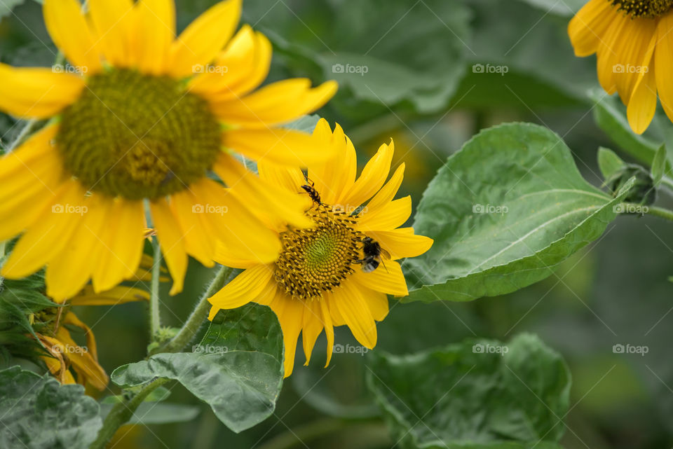 sunflowers bees and bumblebees