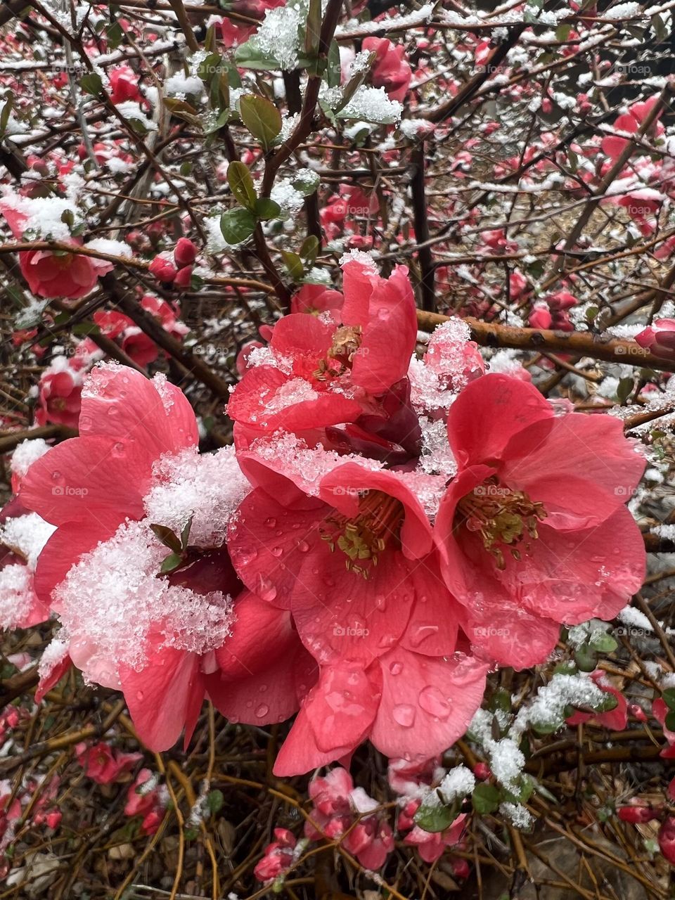 Red Flowers With Snow 