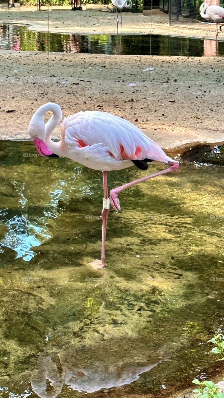 Flamingo in one leg 