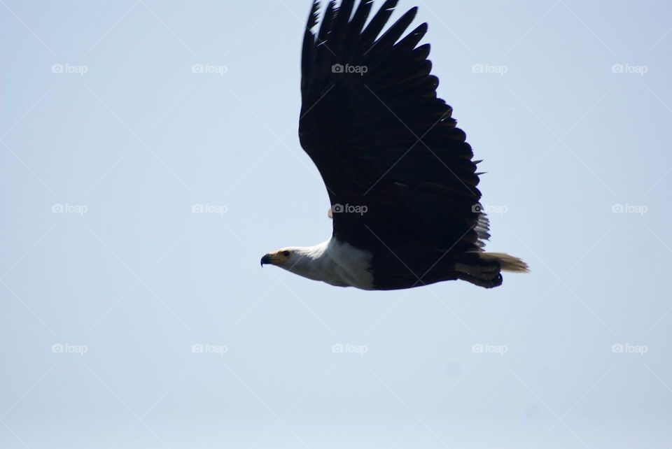 A close up shot of a fish eagle flying away 