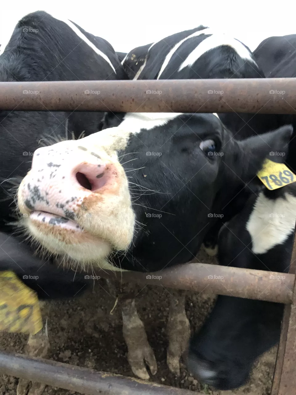 Cow 