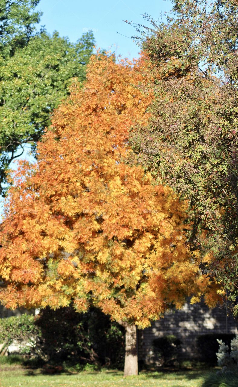 Orange fall leaves 🍁