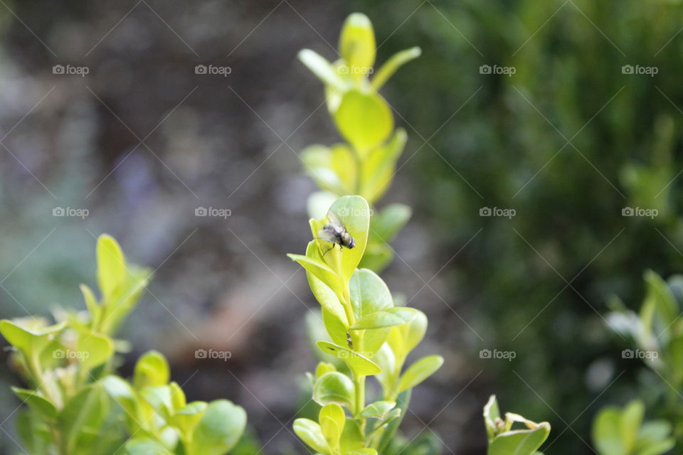Nature, Leaf, Flora, No Person, Growth