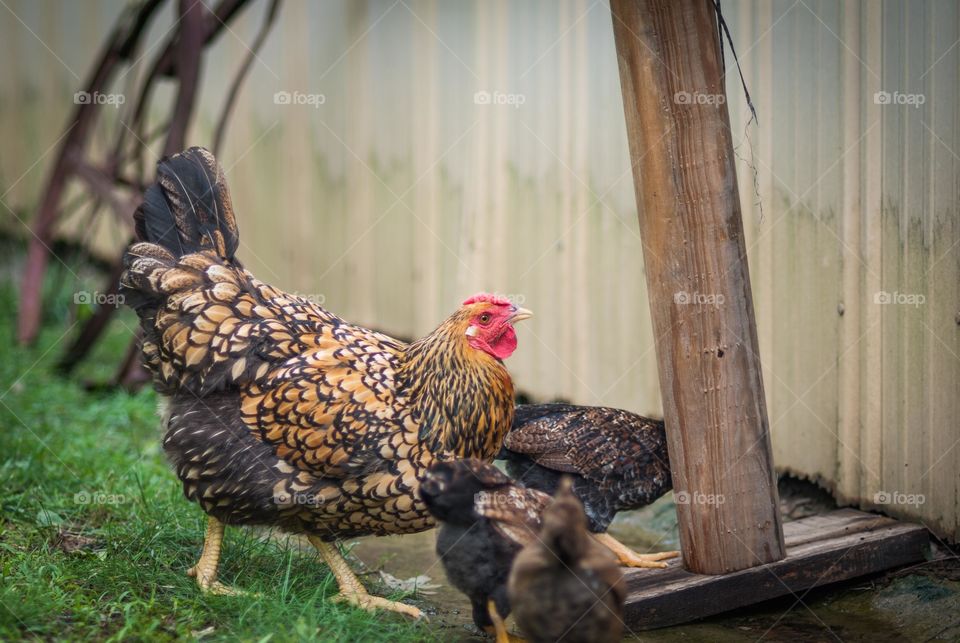 Golden Laced Wyandotte