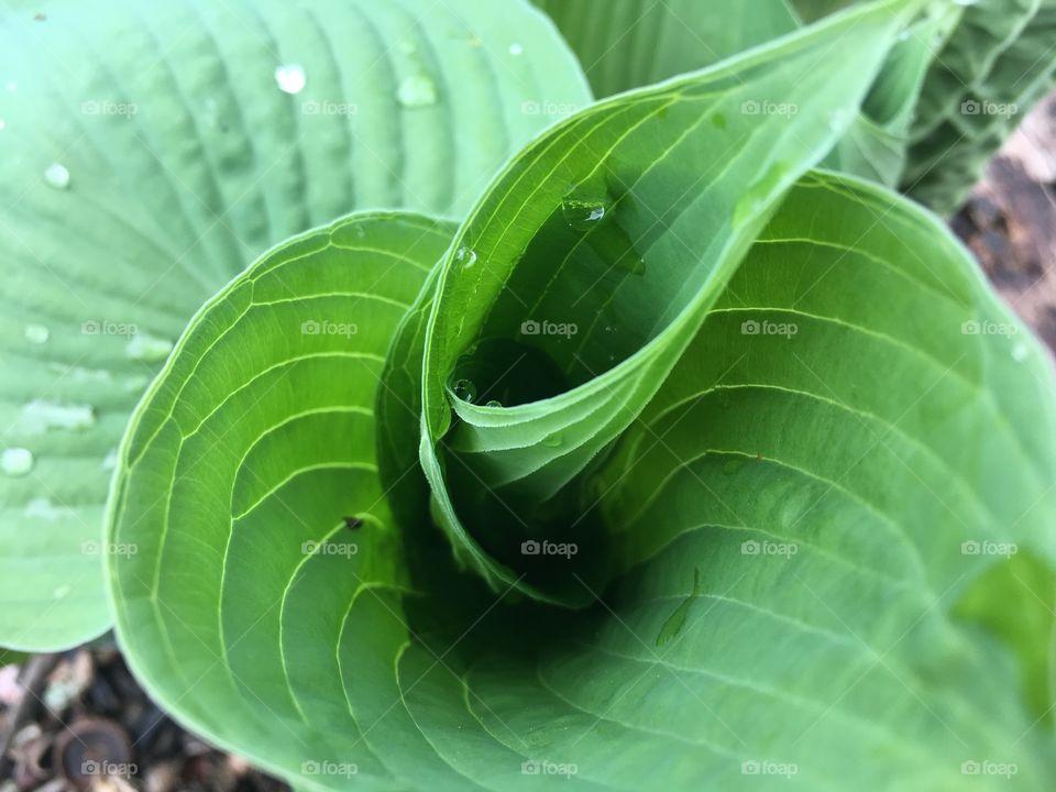 Water droplets forming on a vivid, green, newly-emerging hosta lead that forms a wave-like  tube