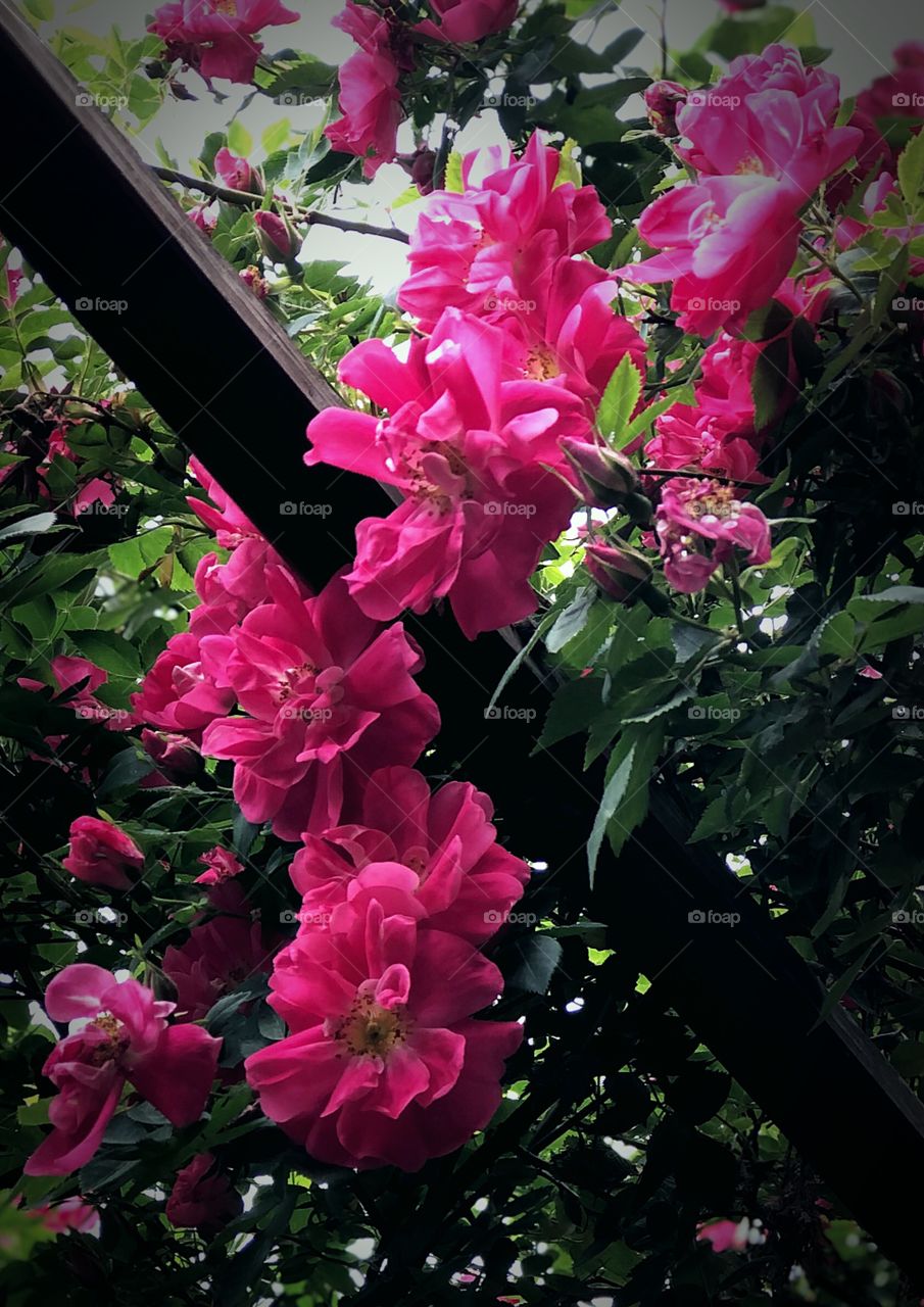 Pink roses on the trellis 