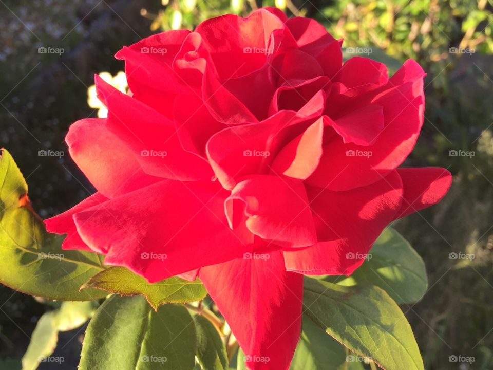 Beautiful Flaming Romantic Rose 