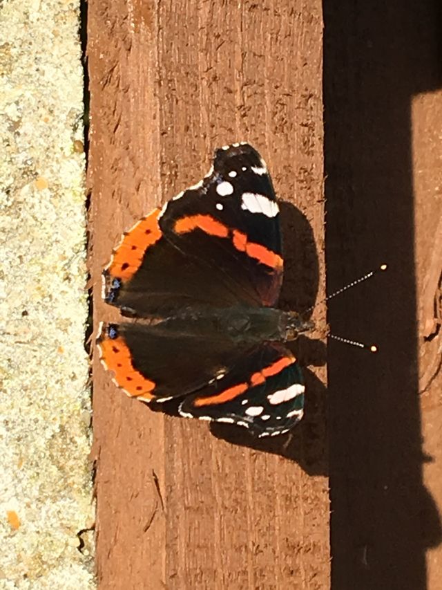 Butterfly 