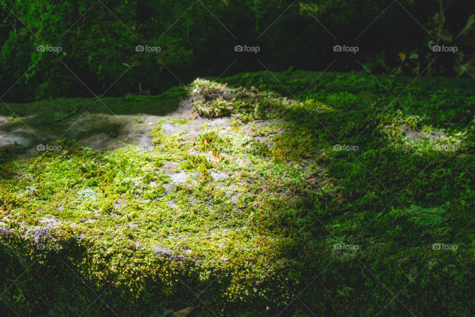 Mossy stone .Uxbridge, Ontario- trail exploring.