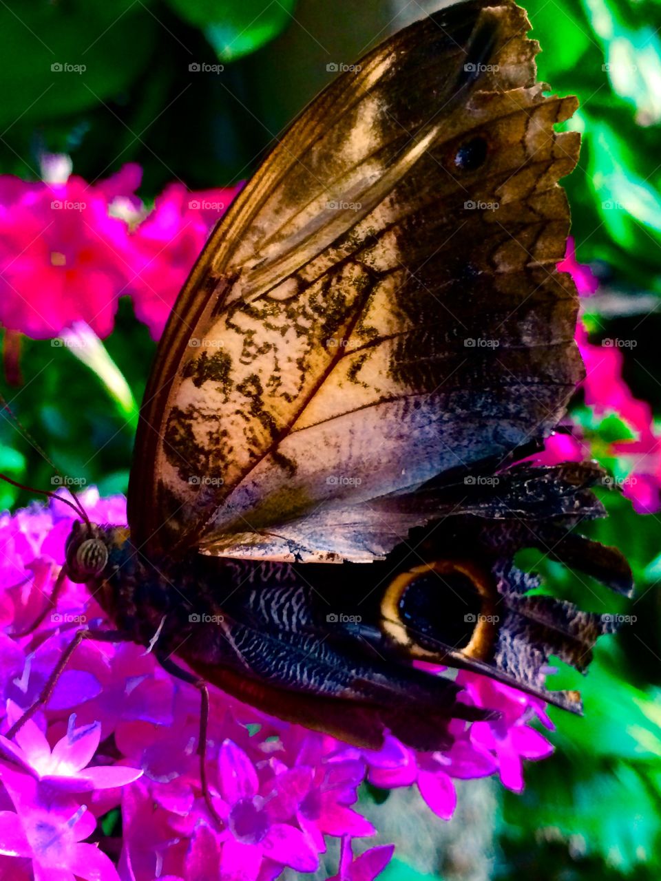 Butterfly on pink