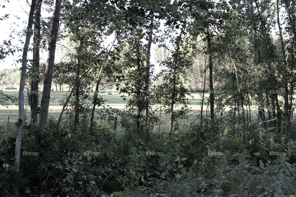 nature