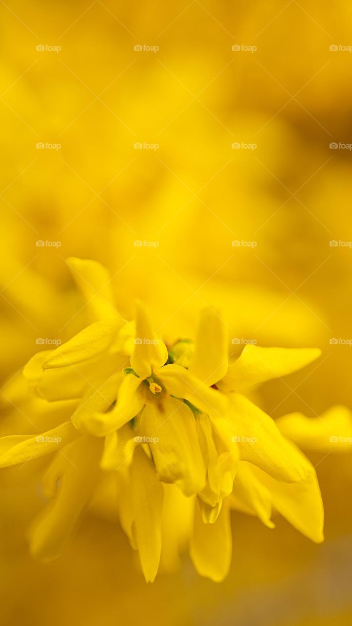 Forsythia flower. yellow background