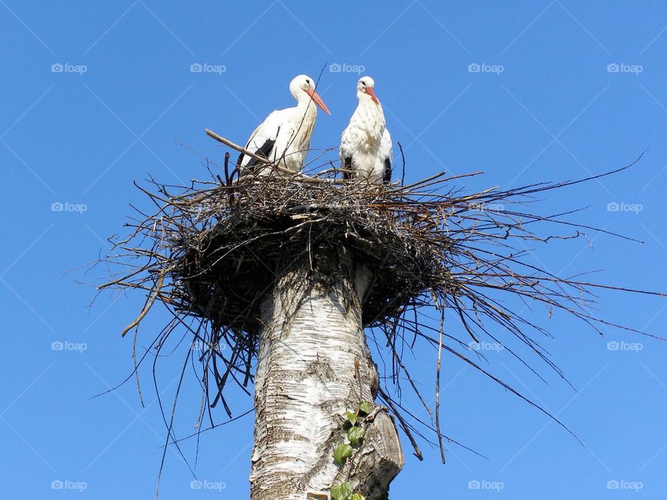 Storks relaxing