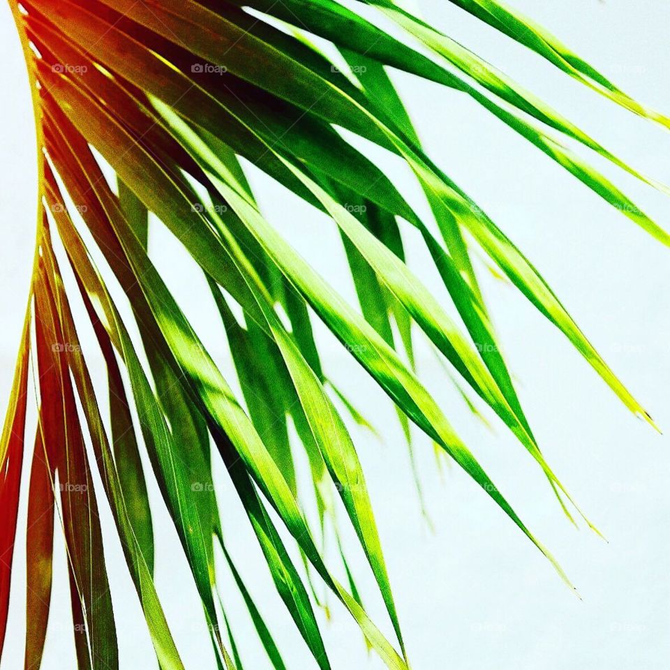 Palm Tree, Palm Tree Frond Design, Palm Decor, Island Paradise, Palm Tree Leaves, Colorful Island Vibes 