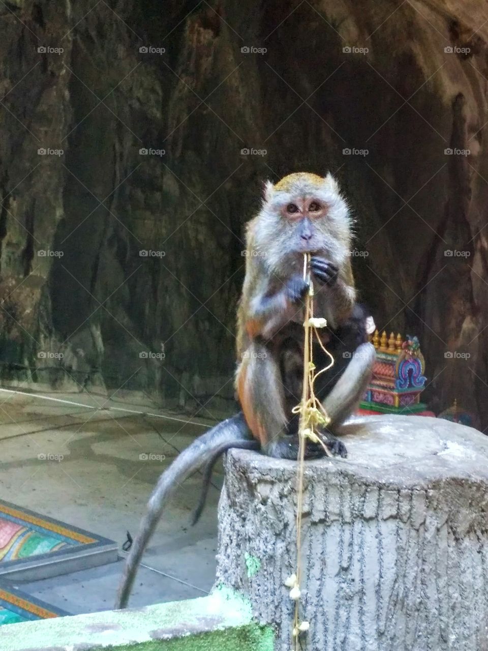 Funny monkey playing with rope