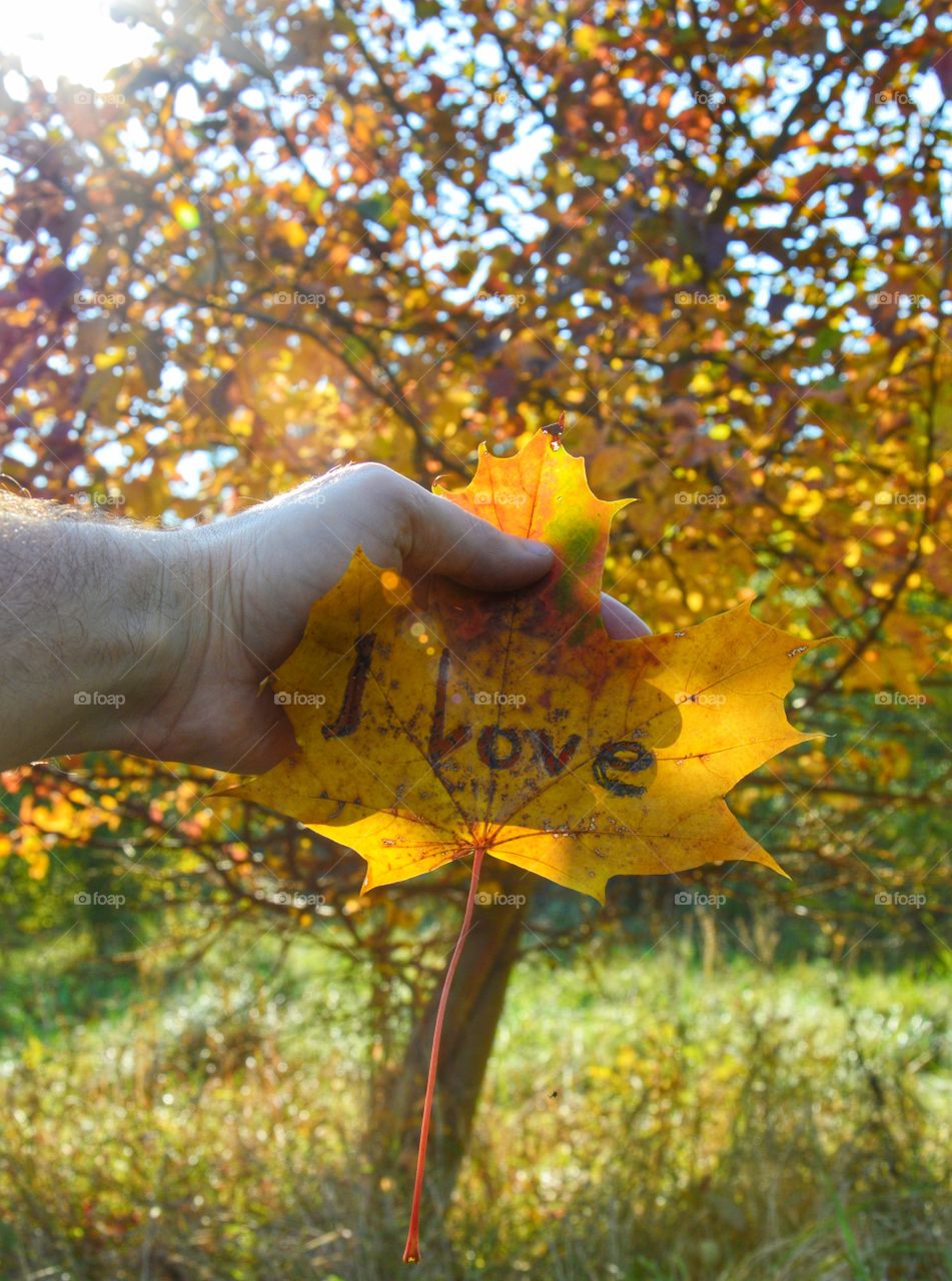 I love yellow autumn