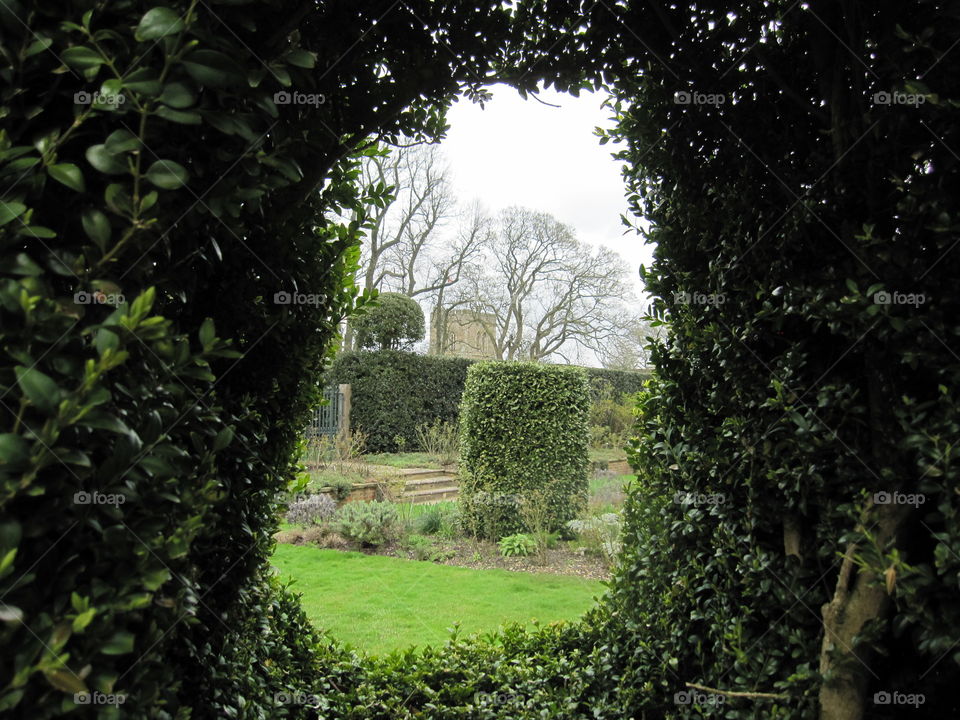 Garden, Hedge, Tree, Ivy, Leaf