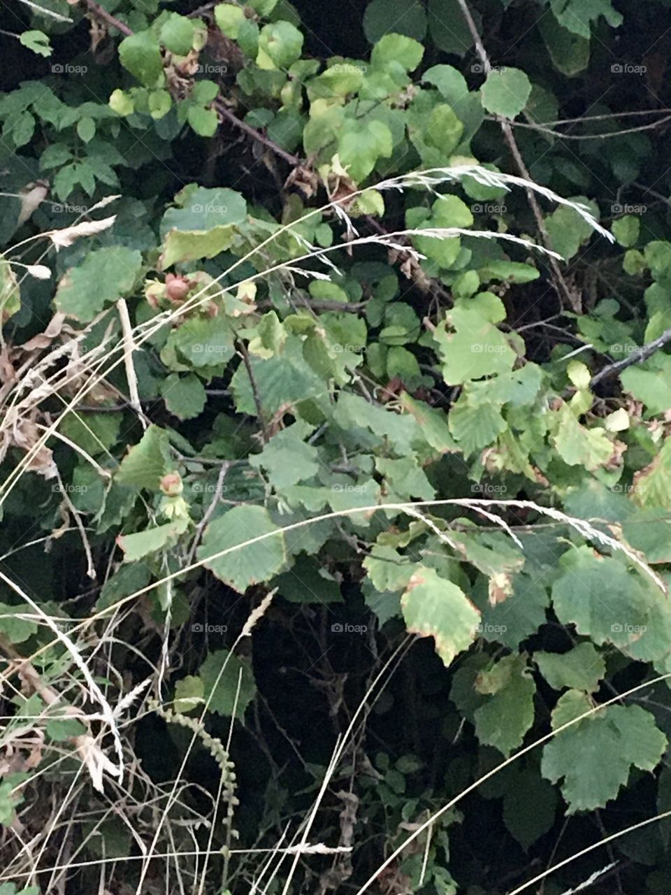 Summer grass and hazelnuts 